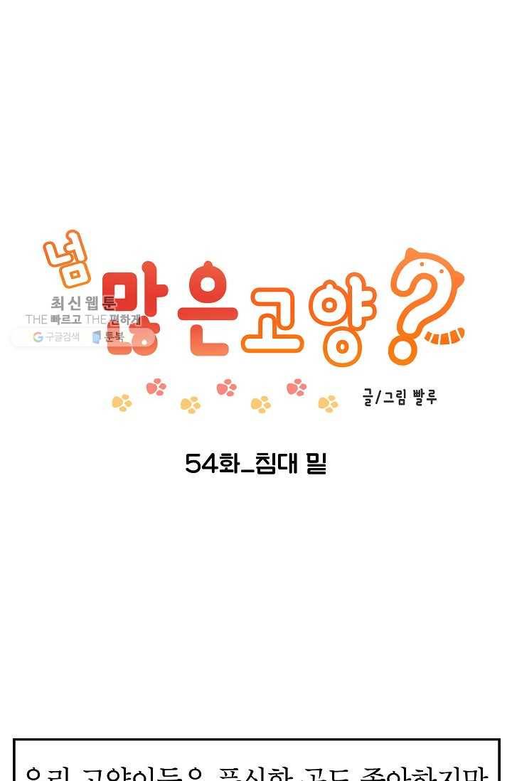 넘 많은 고양! 055화 1
