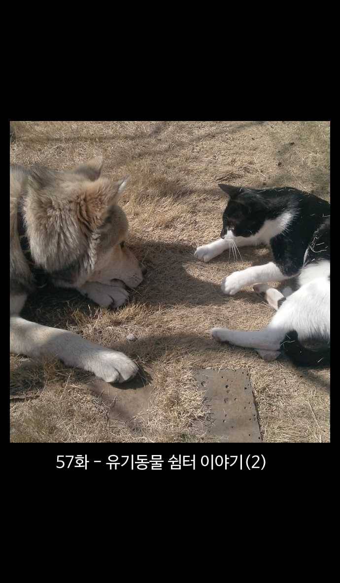 노곤하개 시즌4 57화 유기동물 쉼터 이야기 (2) 1