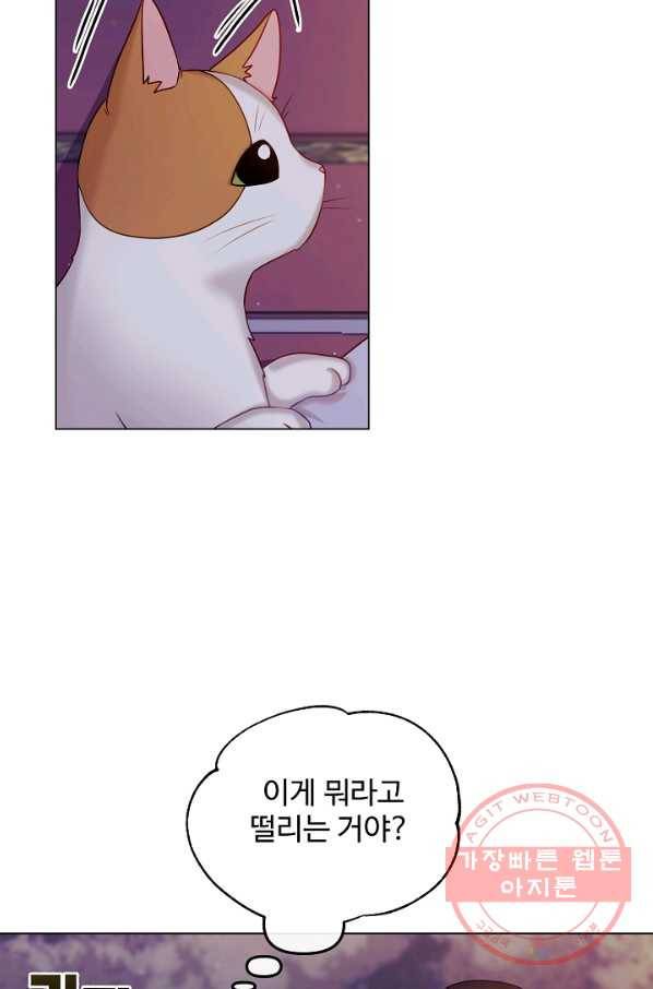 우리집 고양이는 베지테리언 입양을 허락해 주세요 60