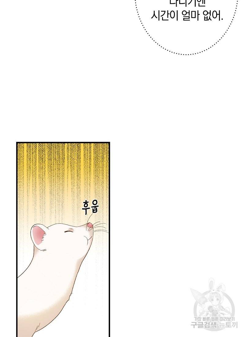 흰 족제비 양에게 죽음을! 2화 12