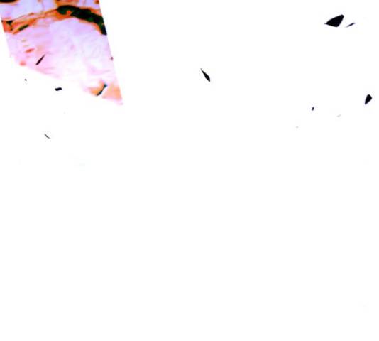 트럼프 트럼프 123화 46