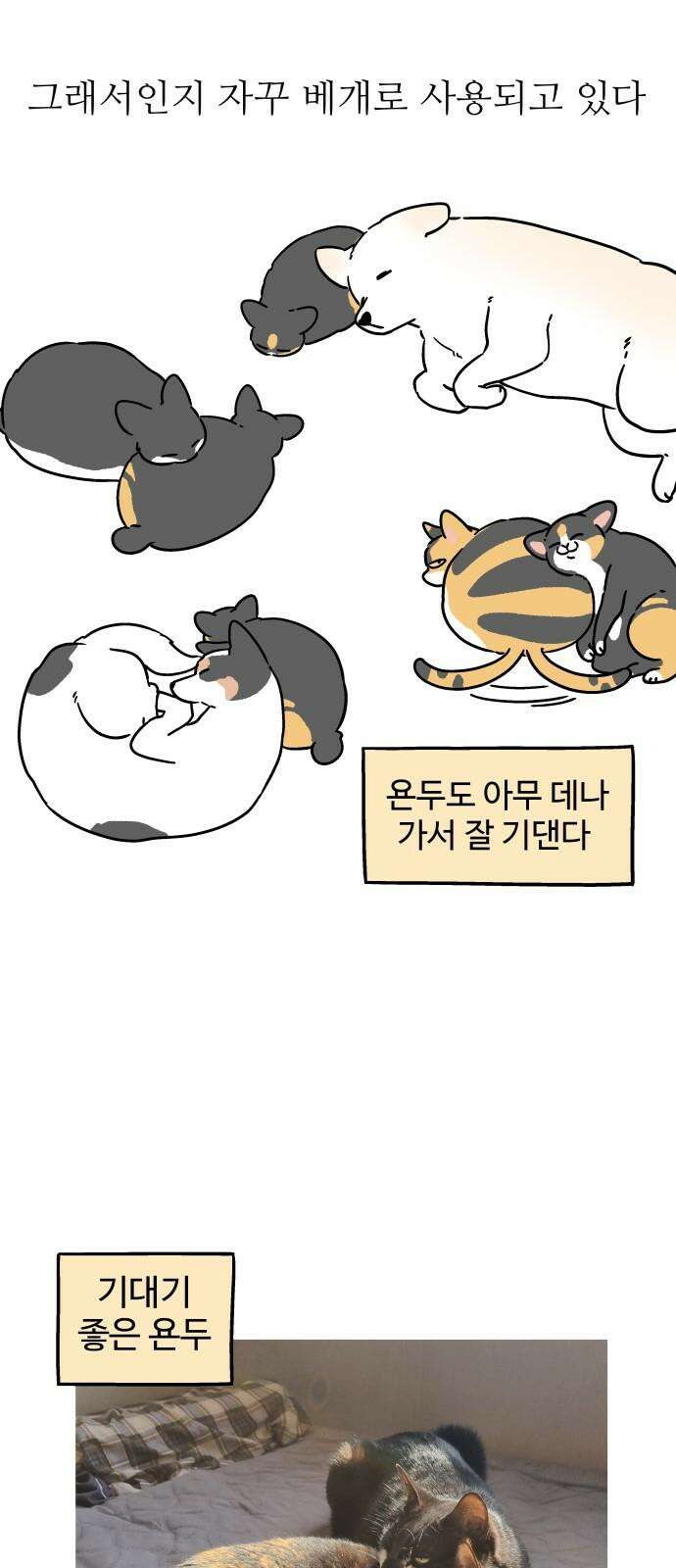 노곤하개 쇼츠 고양이 욘두 5