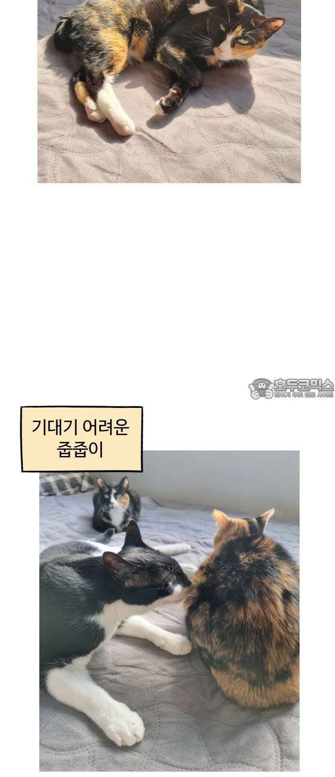 노곤하개 쇼츠 고양이 욘두 6