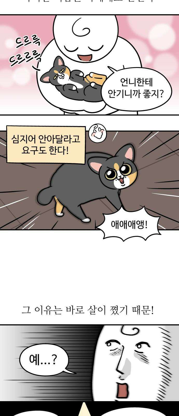 노곤하개 쇼츠 고양이 욘두 8