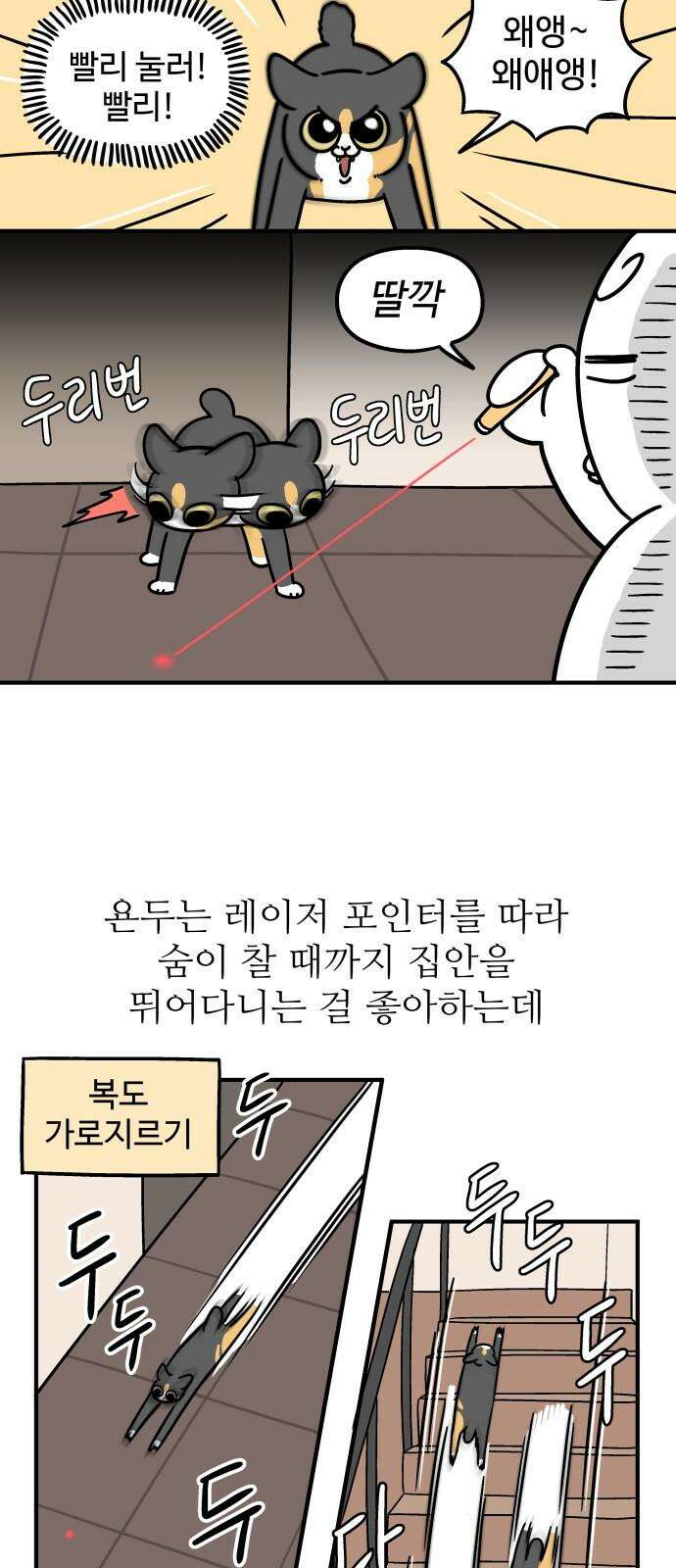 노곤하개 쇼츠 고양이 욘두 14