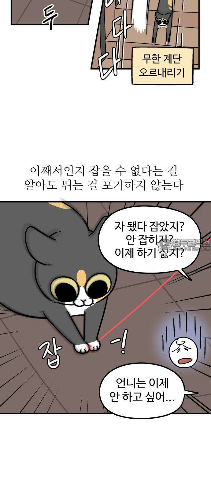 노곤하개 쇼츠 고양이 욘두 15
