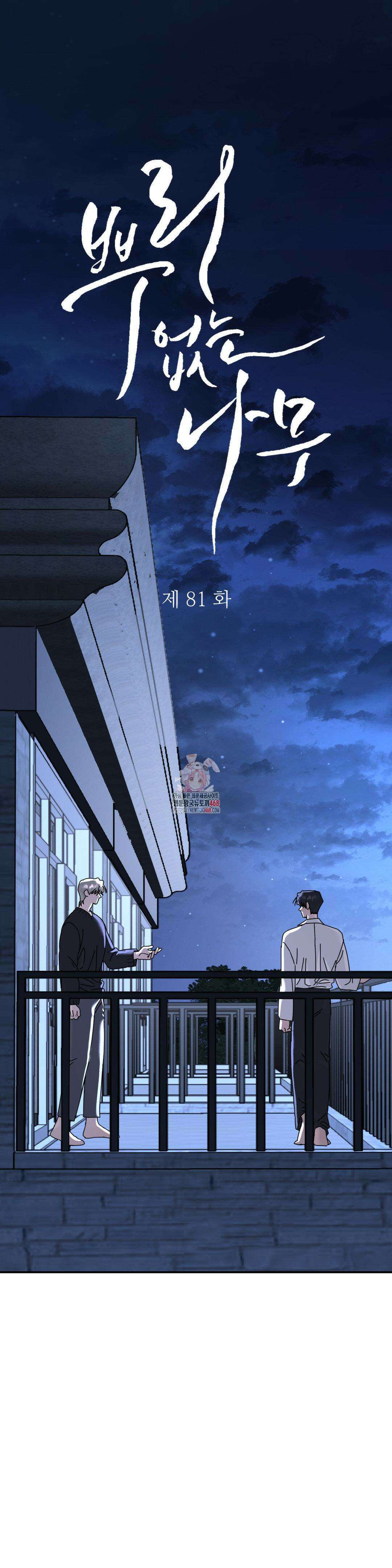 뿌리 없는 나무 81화 1