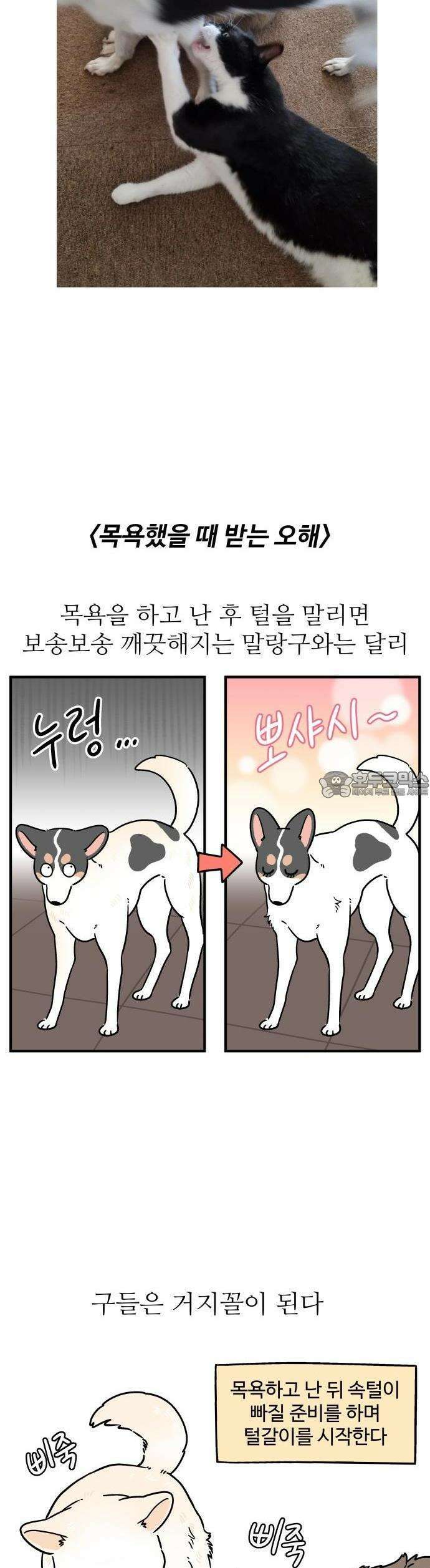 노곤하개 쇼츠 매미와 오징어 5