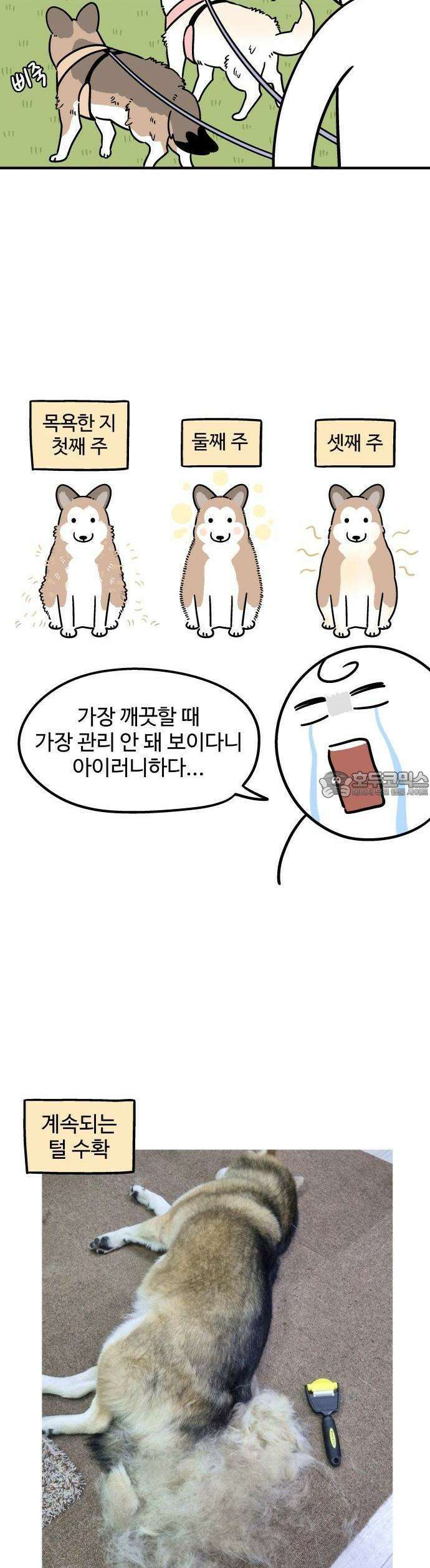 노곤하개 쇼츠 매미와 오징어 7