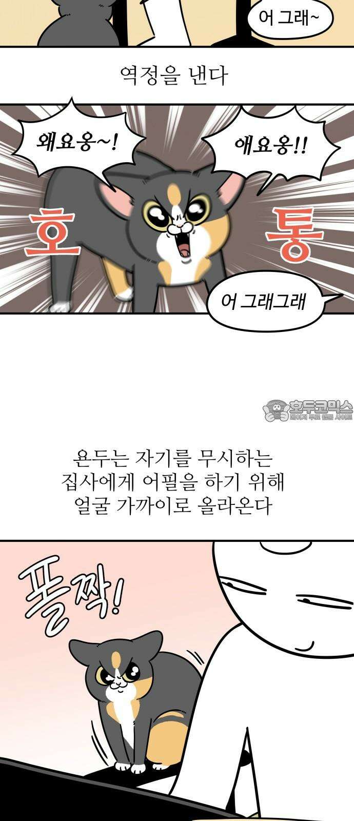 노곤하개 쇼츠 요구가 많은 고양이 3