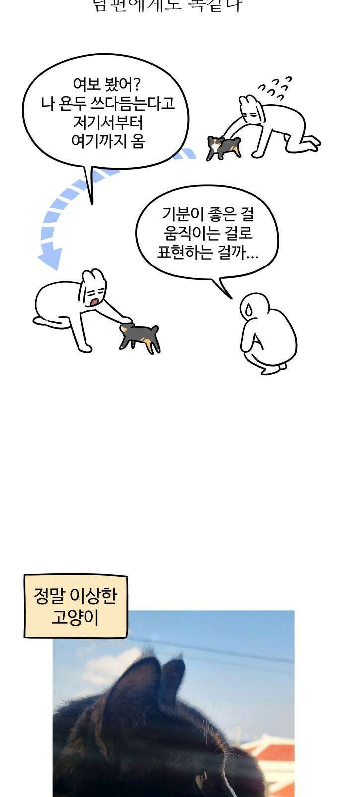 노곤하개 쇼츠 요구가 많은 고양이 8