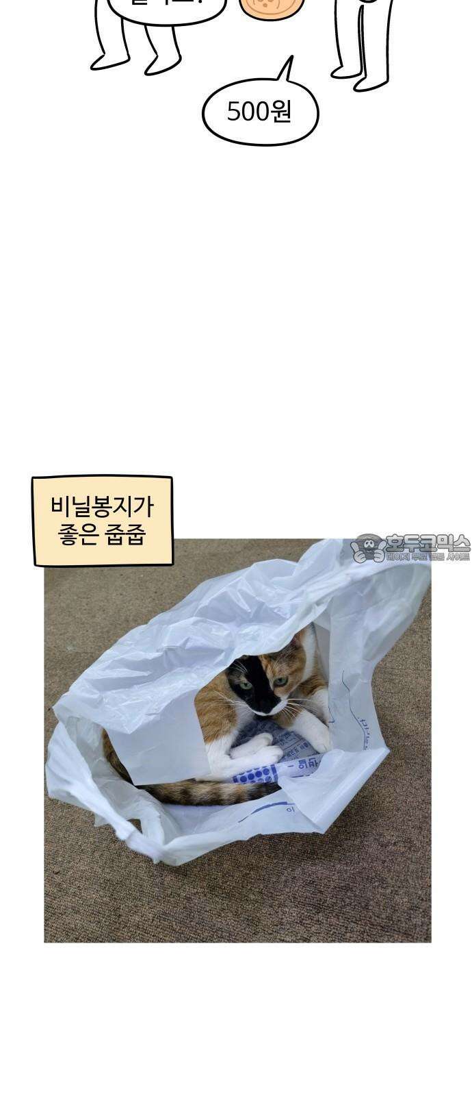 노곤하개 쇼츠 요구가 많은 고양이 12