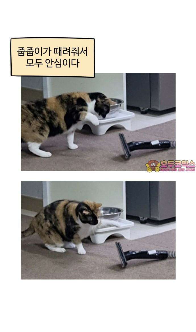 노곤하개 쇼츠 요구가 많은 고양이 16