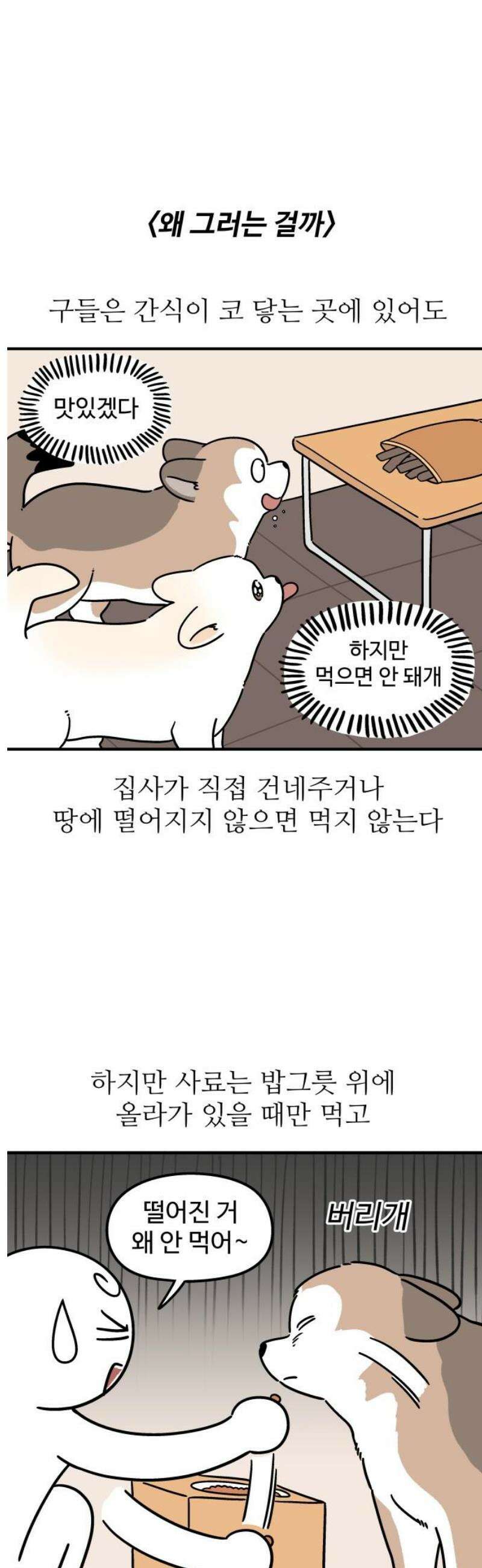 노곤하개 쇼츠 관심이 필요해 11