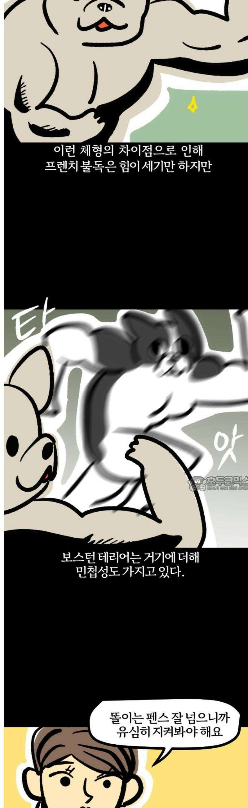 개집사 142화: 알바 일지?견종 특집?-보스턴테리어편 8