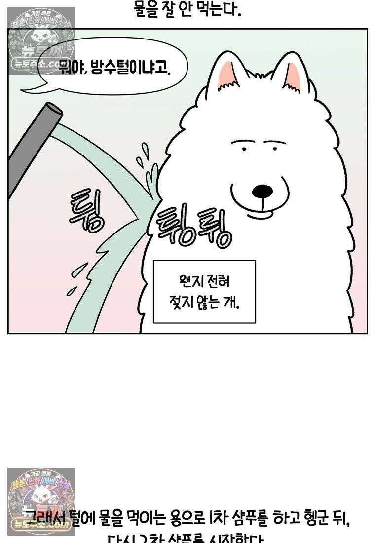 극한견주 시즌2 48화 샴푸질하기 3