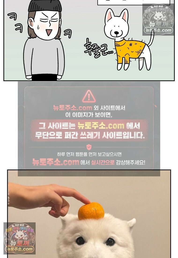 극한견주 시즌2 55화 솜쥑쥑이 24