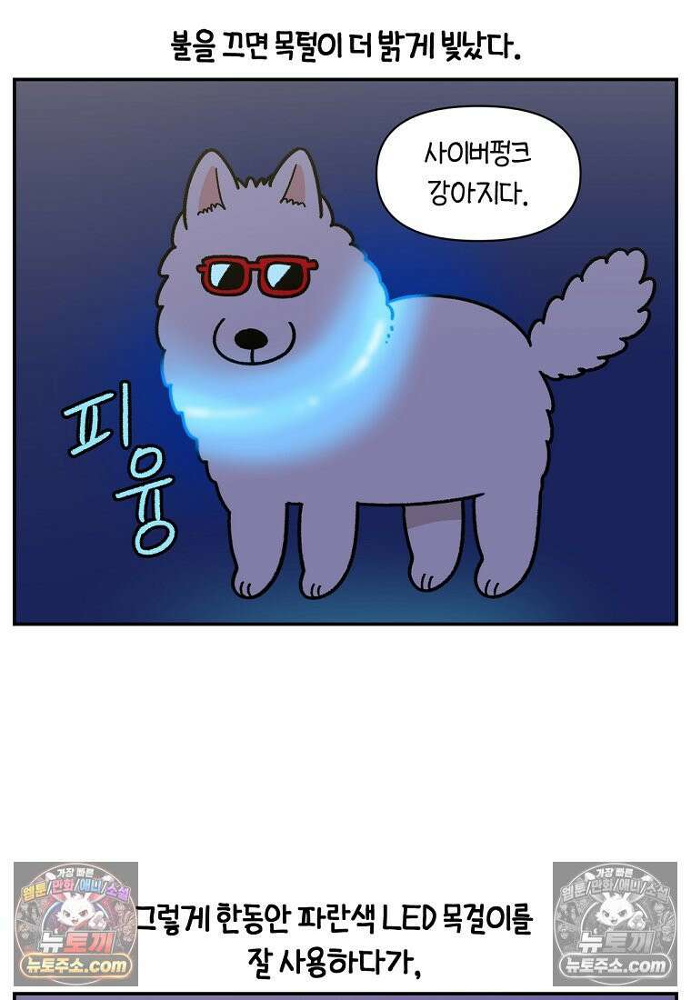 극한견주 시즌2 68화 LED 목걸이 17