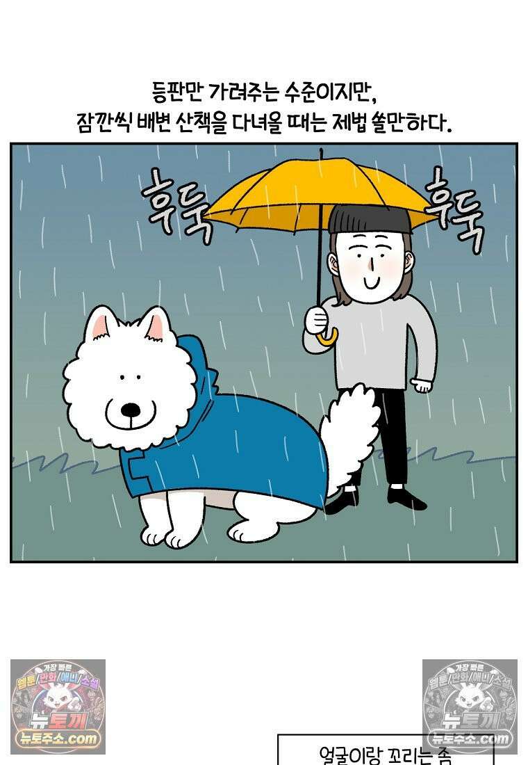 극한견주 시즌2 73화 비 오는 날의 배변 산책 10