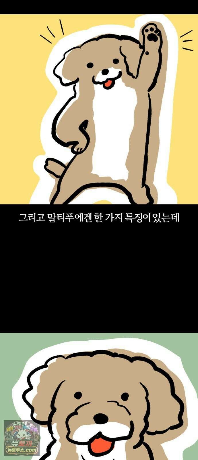 개집사 177화: 돌아온 견종 특집-말티푸편 12