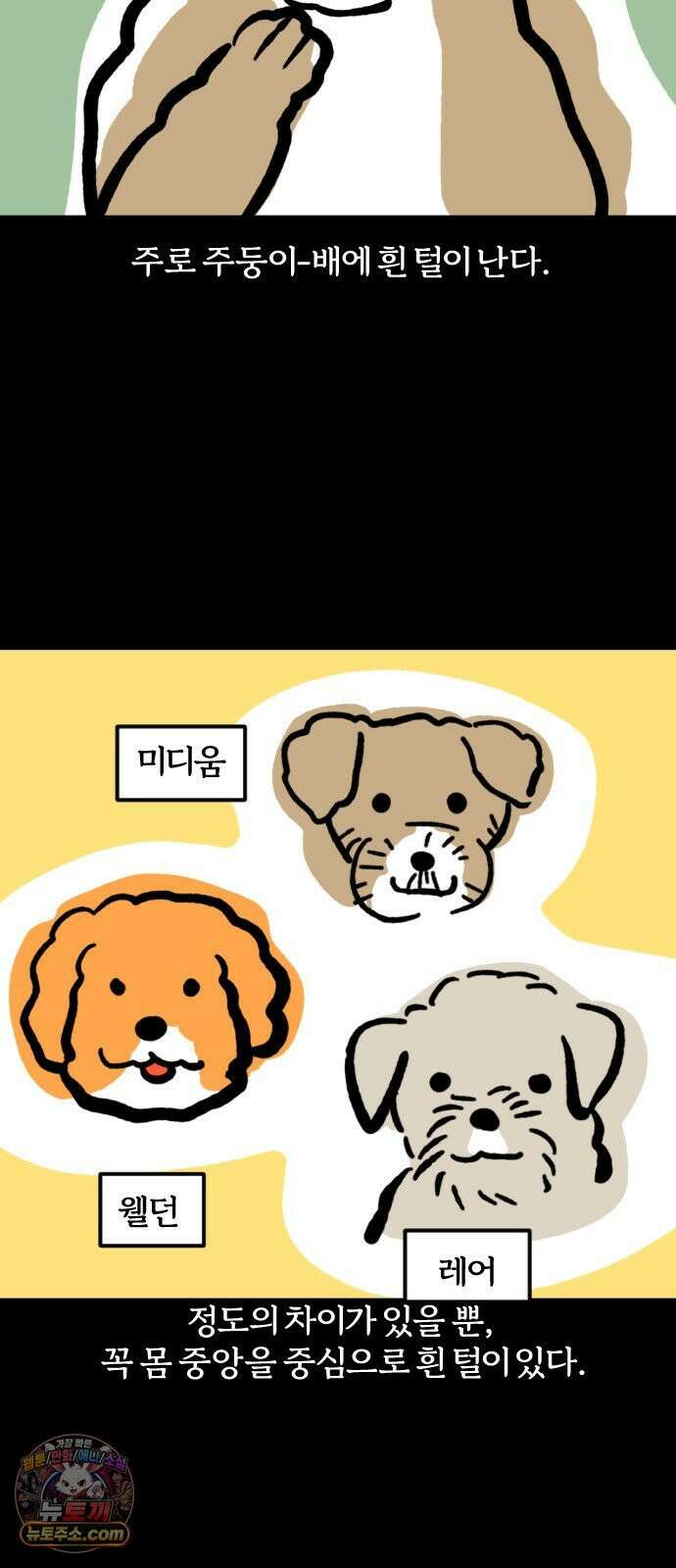 개집사 177화: 돌아온 견종 특집-말티푸편 13
