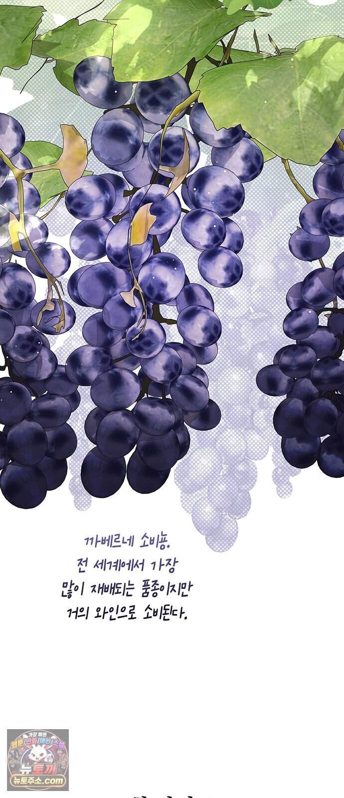 와인의 신 6화 유기농 농법? 66